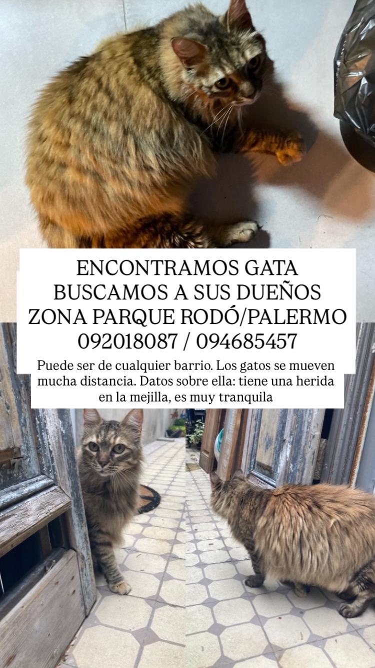 Animal encontrado
